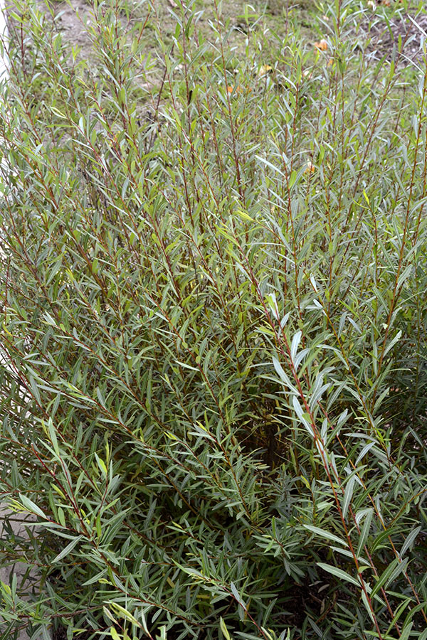 Ива пурпурная (Salix purpurea) ‘Gracilis’